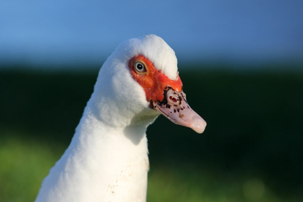 Ugly duck