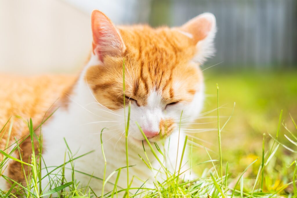 an orange and white cat laying in the grass