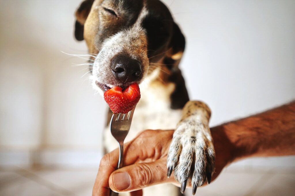 For the Love of Strawberries