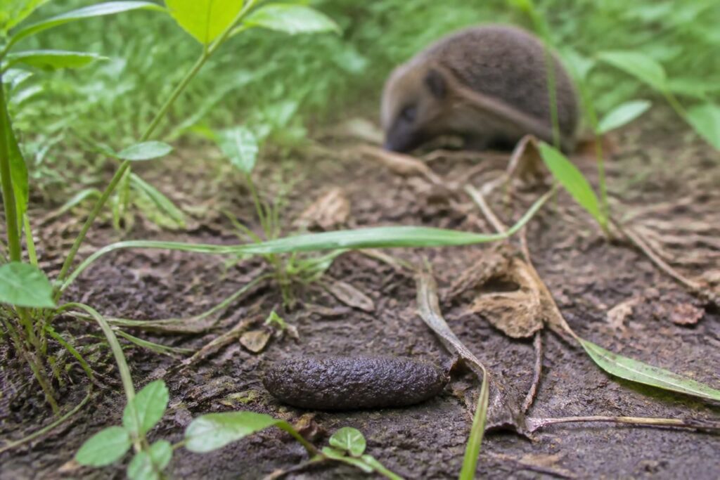 découvrez comment identifier la crotte de hérisson dans votre jardin et les meilleures méthodes pour agir efficacement afin de préserver votre espace extérieur.