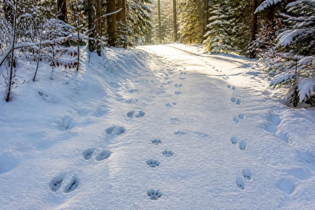 découvrez comment identifier les empreintes d'animaux sauvages dans la nature et la neige grâce à notre guide pratique pour reconnaître facilement les traces laissées par la faune.