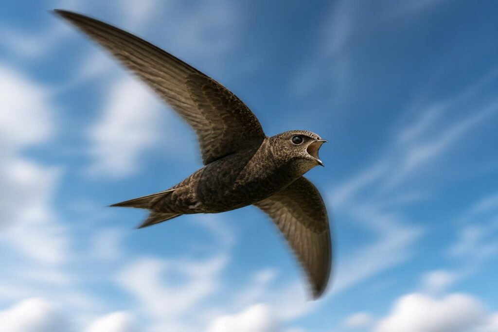 découvrez le martinet, un oiseau fascinant connu pour sa migration spectaculaire, son chant unique et sa vitesse de vol impressionnante. apprenez tout sur ses comportements et ses caractéristiques exceptionnelles.