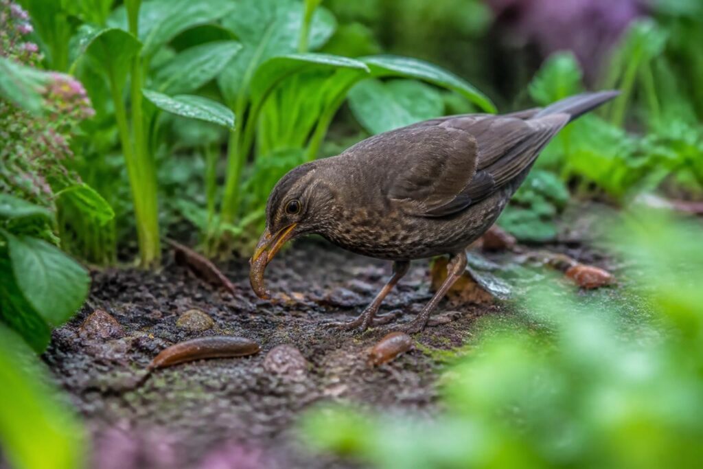 découvrez quels oiseaux mangent les limaces et apprenez des solutions naturelles pour protéger votre jardin efficacement.