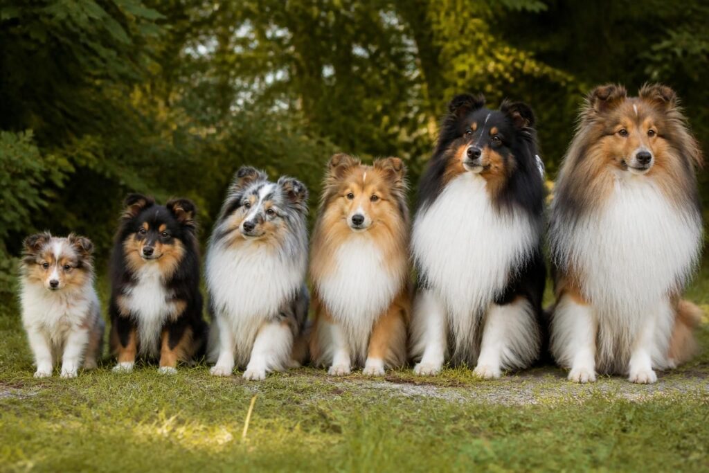découvrez tout sur le chien shetland : sa taille, son prix et les particularités des différentes variétés pour mieux connaître cette race attachante.