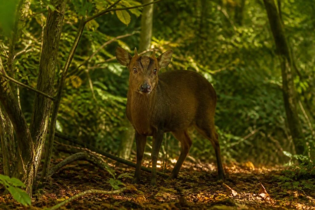 découvrez le muntjac, petit cerf asiatique, et explorez son habitat naturel au royaume-uni, son comportement et son rôle dans l'écosystème local.