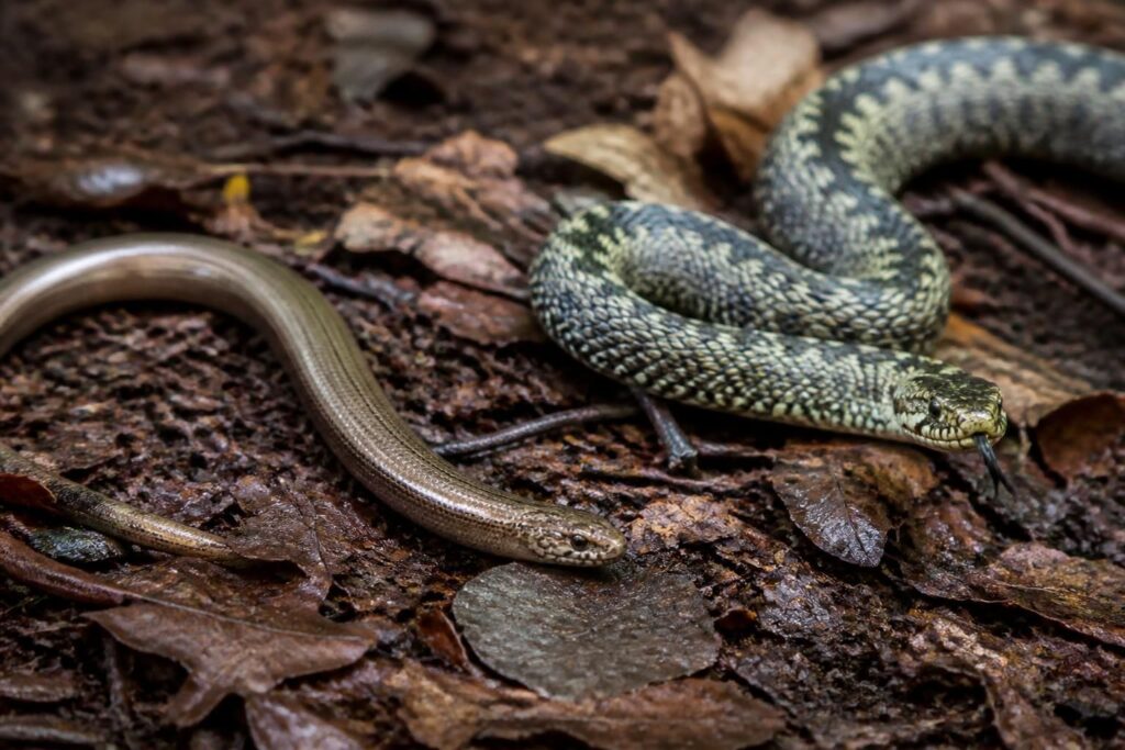 découvrez tout sur l'orvet, aussi appelé serpent de verre : sa taille, ses caractéristiques uniques et en quoi il diffère des véritables serpents.