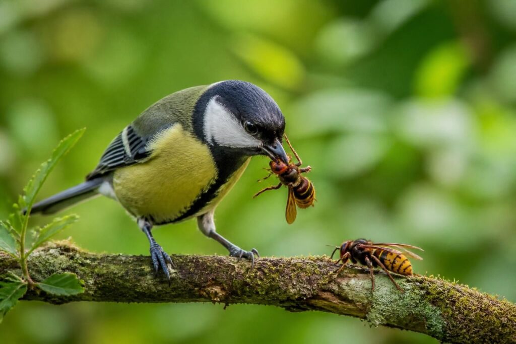 découvrez quels oiseaux mangent les frelons asiatiques et européens pour lutter naturellement contre ces nuisibles et protéger votre environnement.