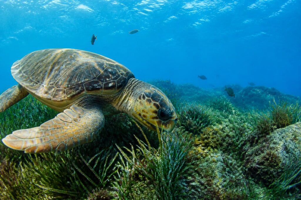 découvrez tout sur la tortue caouanne en méditerranée : son alimentation, sa taille et les mesures de protection pour préserver cette espèce marine emblématique.